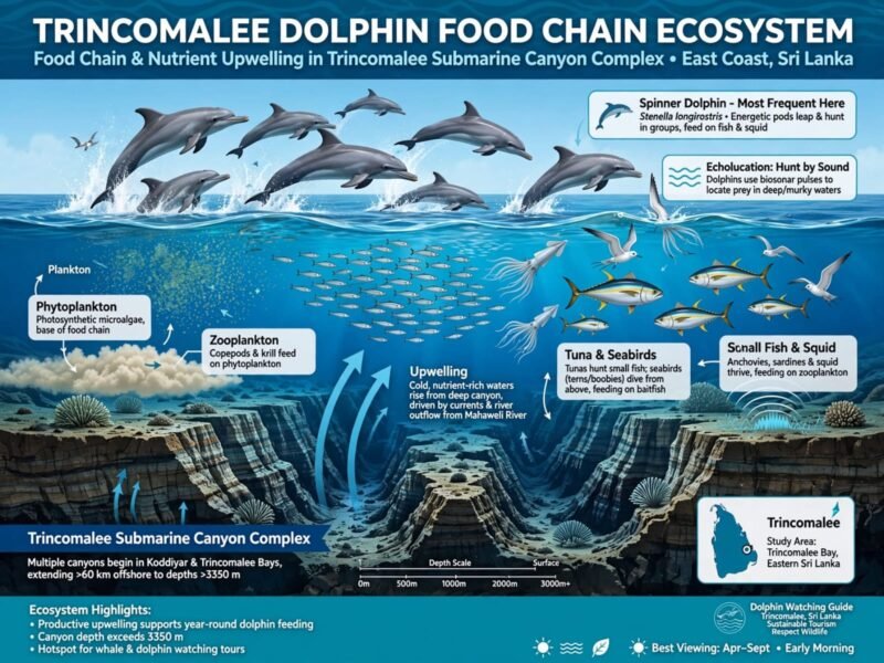 Trincomalee dolphin food chain ecosystem infographic showing nutrient upwelling from submarine canyon complex, plankton, small fish and squid, tuna and seabirds, to spinner dolphins - Stenella longirostris most frequent species East Coast Sri Lanka