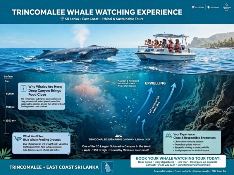 Trincomalee whale watching experience Sri Lanka East Coast - blue whale near surface next to tourist boat, underwater cross-section showing 3350m deep submarine canyon upwelling bringing plankton and krill to feeding grounds close to shore